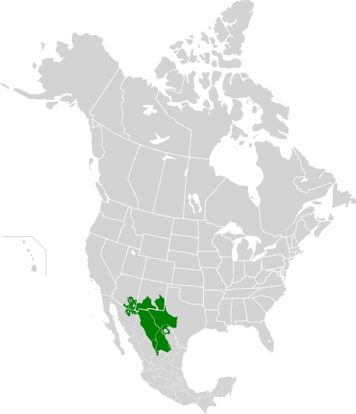 Map depicting the location of the Chihuahuan Desert ecoregion (in green).