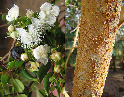 Arrayan: Luma apiculata, flowers and bark