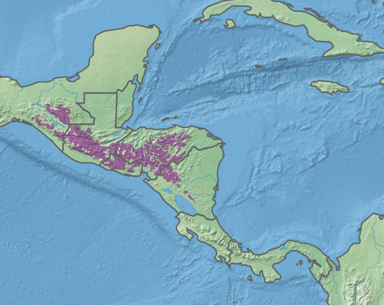 Map illustrating the extent of the Central American pine-oak forests