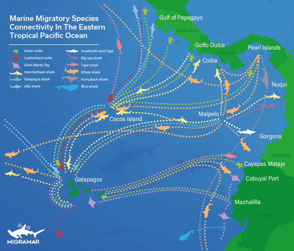 The Eastern Tropical Pacific Marine Corridor: Safeguarding the Seas ...