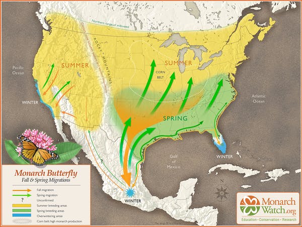 Monargh butterfly migration routes