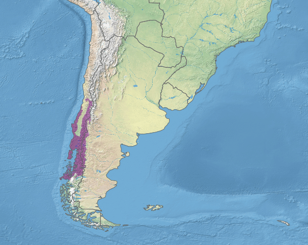 Map depicting the location of the Valdivian temperate forests (in purple)