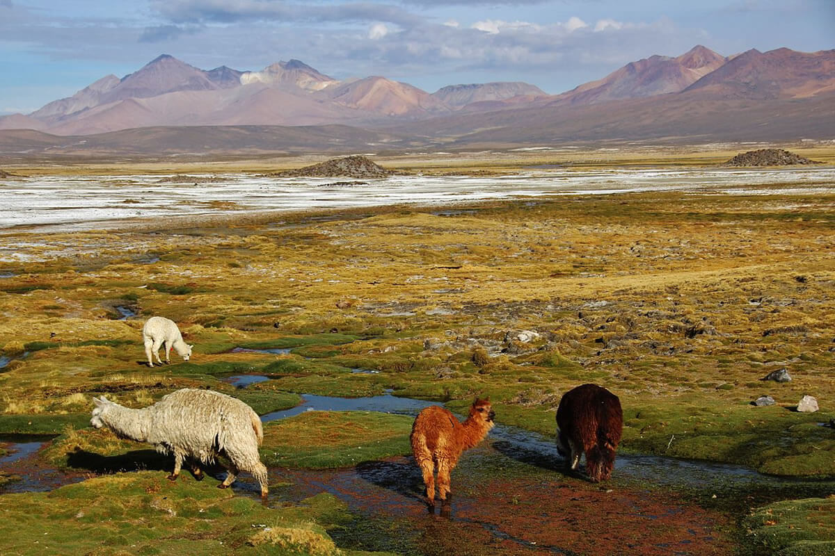 Lauca National Park & Biosphere Reserve: A Symphony of Nature | LAC Geo