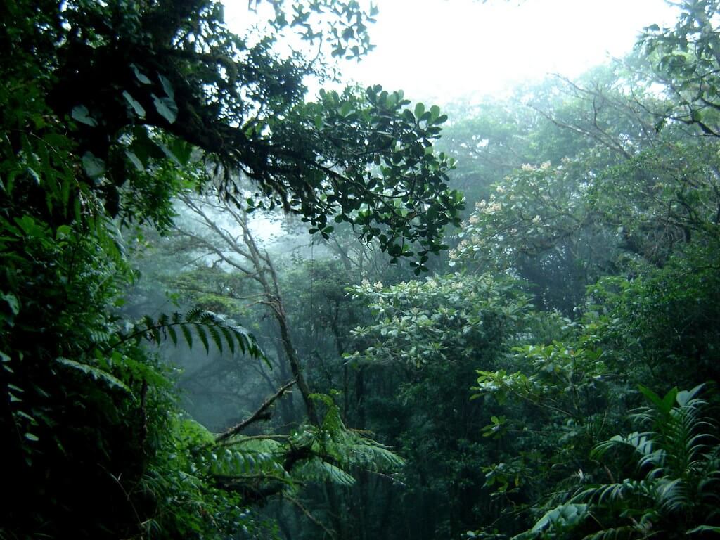 Monteverde Cloud Forest Reserve (Costa Rica) | LAC Geo