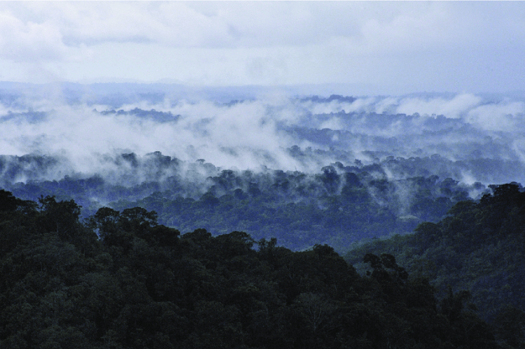 Aerial view of French Guiana rainforest in the region of the Mitaraka Massif
