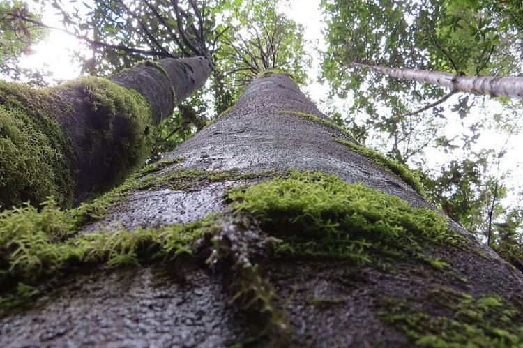 Bark & moss detail on Alerce tree in Pumalín Douglas Tompkins National Park, Chile
