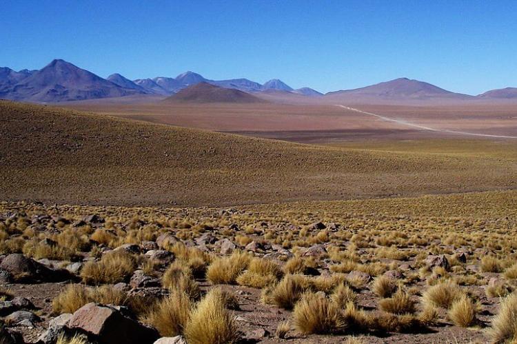 Altiplano grassland, Chile