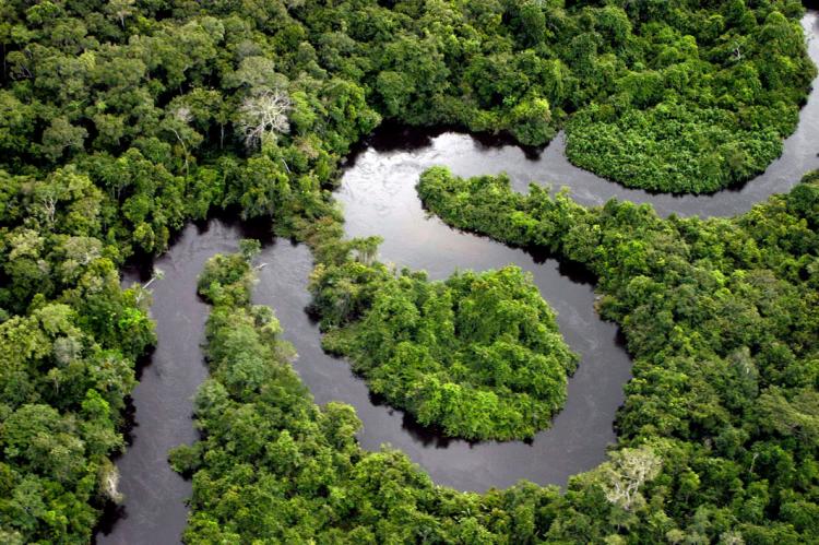 Amazon river floodplain forest