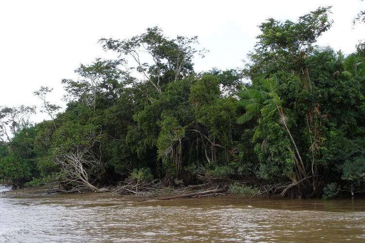 Forest along the Amazon River