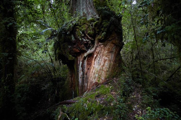 Ancient Alerce tree in Pumalín Douglas Tompkins National Park, Chile