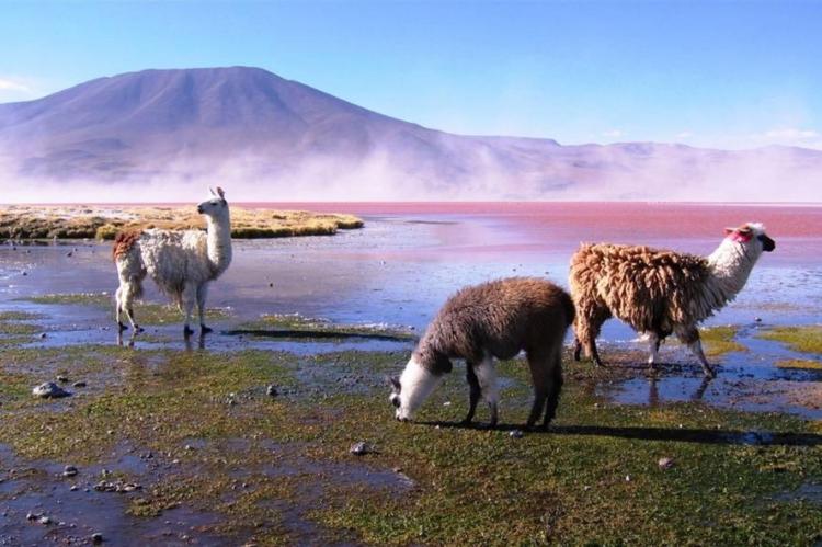 Andean ecosystem, altiplano of Bolivia