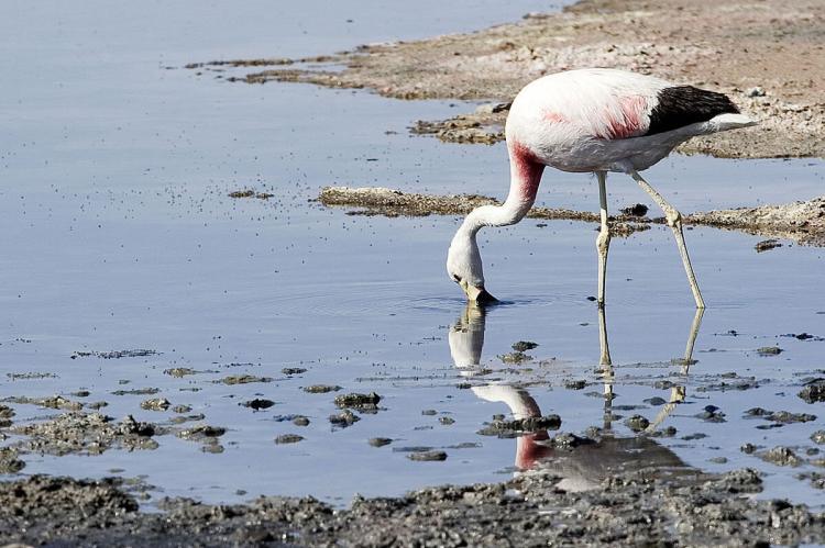 Andean Flamingo, Salar de Atacama, Los Flamencos National Reserve, Chile