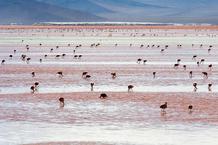 Andean flamingos on Laguna Colorada, Bolivia
