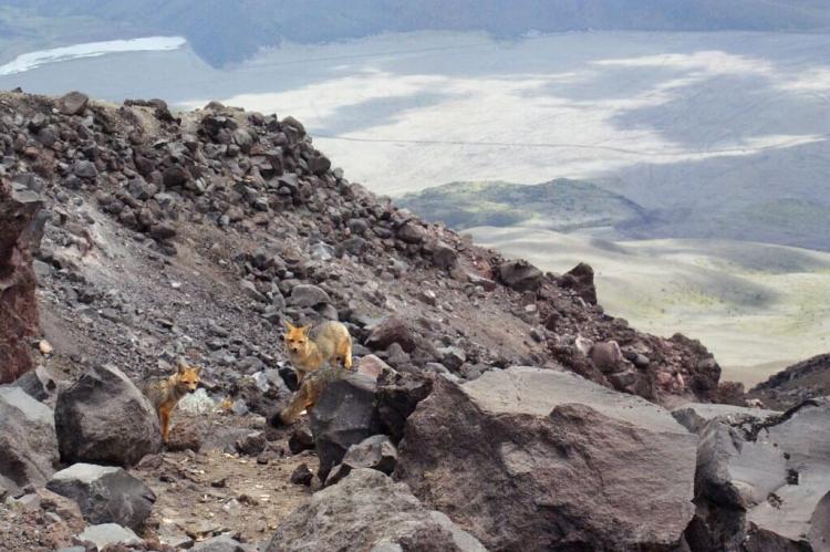 Culpeo or Andean Fox (Lycalopex culpaeus) at 14,000 ft on Mt. Cotopaxi, Ecuador