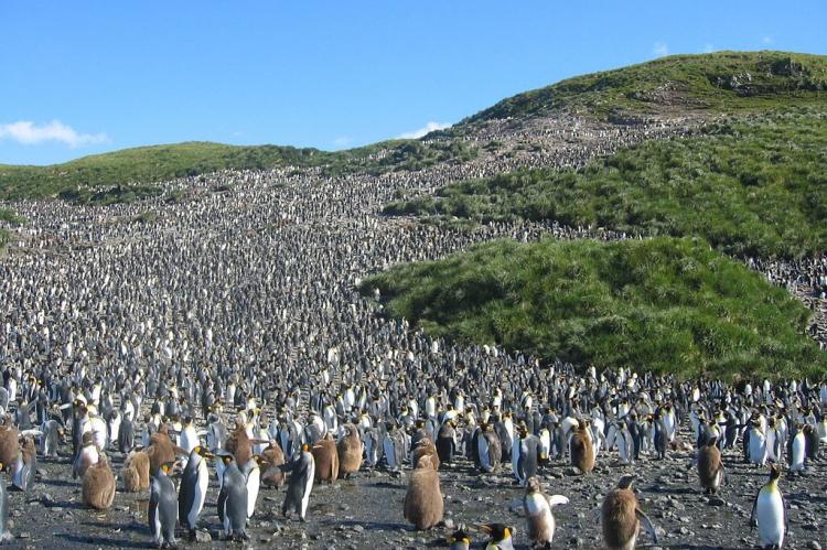 Colony of about 60,000 pairs of hatching King Penguins (Aptenodytes patagonicus) in Salisbury plain on South Georgia