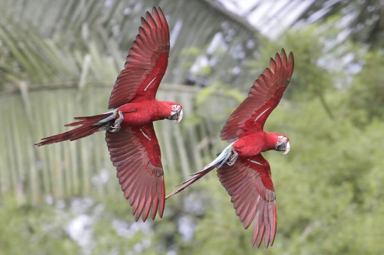 Red-and-green Macaws (also known as the Green-winged Macaw) flying in Manú National Park & Biosphere Reserve, Peru