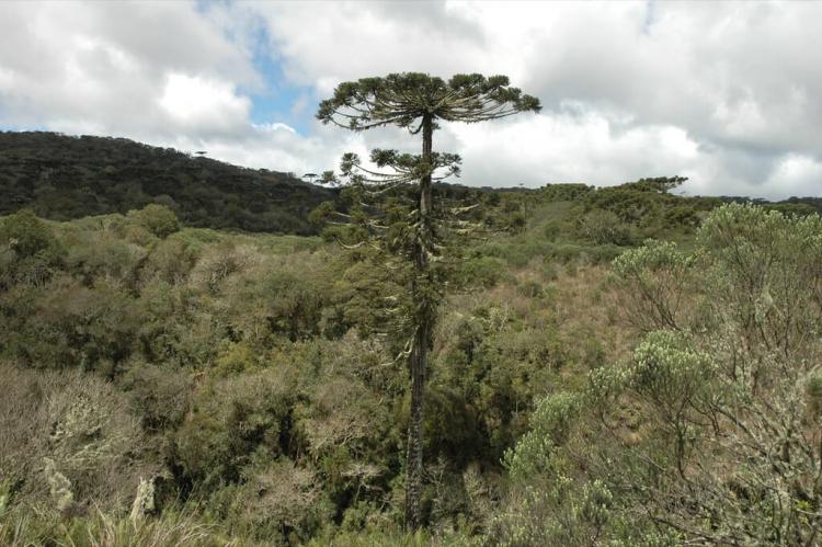 Araucara angustifolia, Aparados da Serra National Park, Brazil