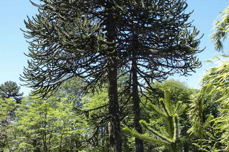 Araucaria araucana, Villarica National Park, Chile