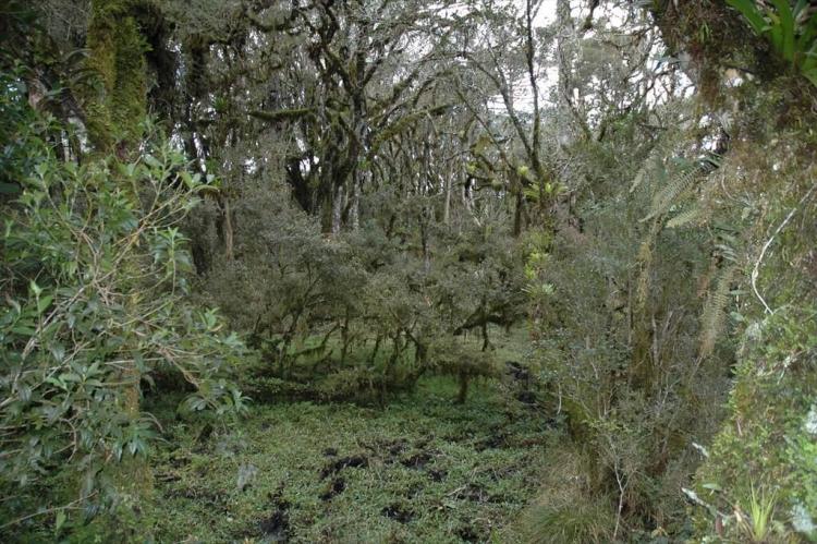 Araucaria moist forest, Aparados da Serra National Park, Brazil