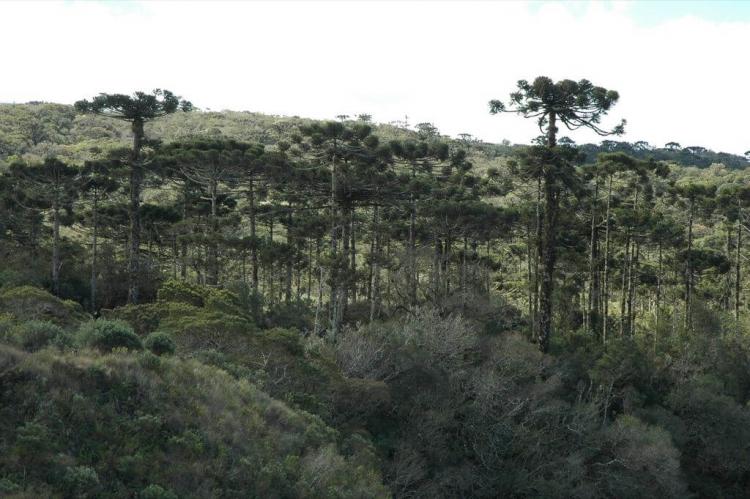 Araucaria forest in Aparados da Serra National Park, Brazil