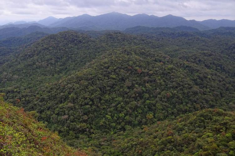 Panorama of Atlantic Forest, Brazil