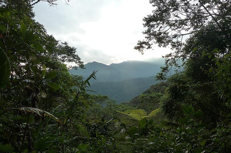 Bellavista Cloud Forest, Tandayapa, Pichincha Province, Ecuador