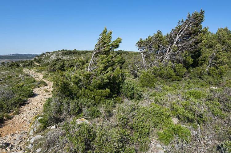 Windswept bent pine trees along trail in the Saint-Martin Nature Reserve