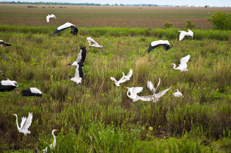 Birds taking off, Ibera Wetlands, Argentina