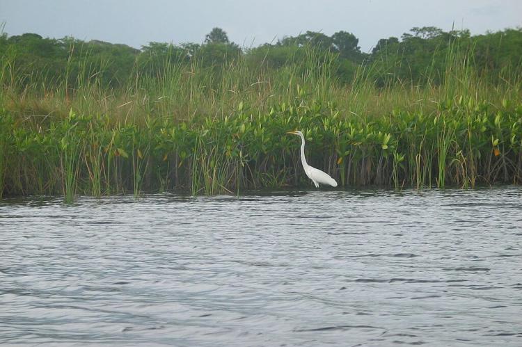 Wildlife on Black River, Jamaica