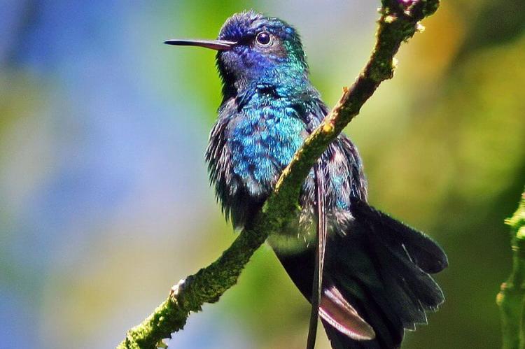 Blue-headed hummingbird (Cyanophaia bicolor) photographed in its natural habitat in the Morne Diablotins National Park in Dominica