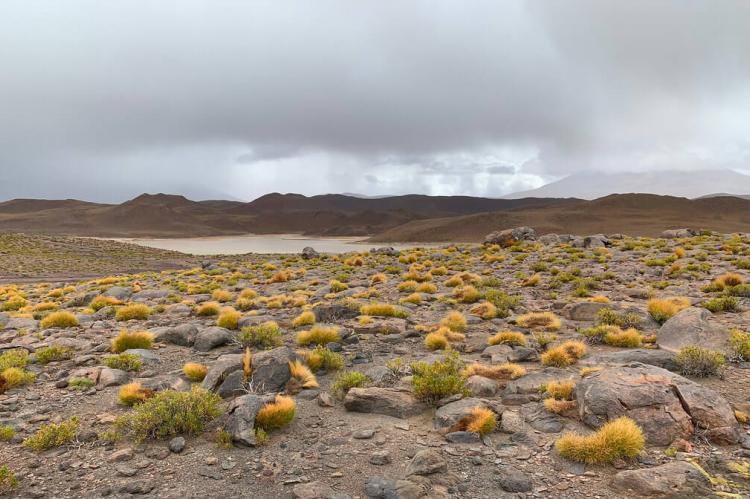 Laguna Chiar Kota (the Black Lagoon) at 4,201m. (13,783 ft.), the Lipez Desert, Bolivian Highlands (Altiplanos Boliviano), Potosí, Bolivia.