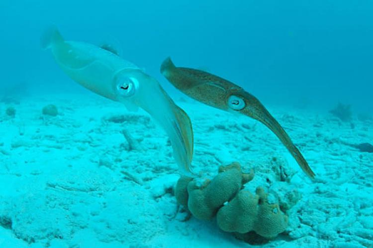 Two Caribbean Reef Squid, Bonaire, Dutch Antilles