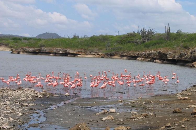 Pink Flamingos, Washington Slagbaai National Park, Bonaire