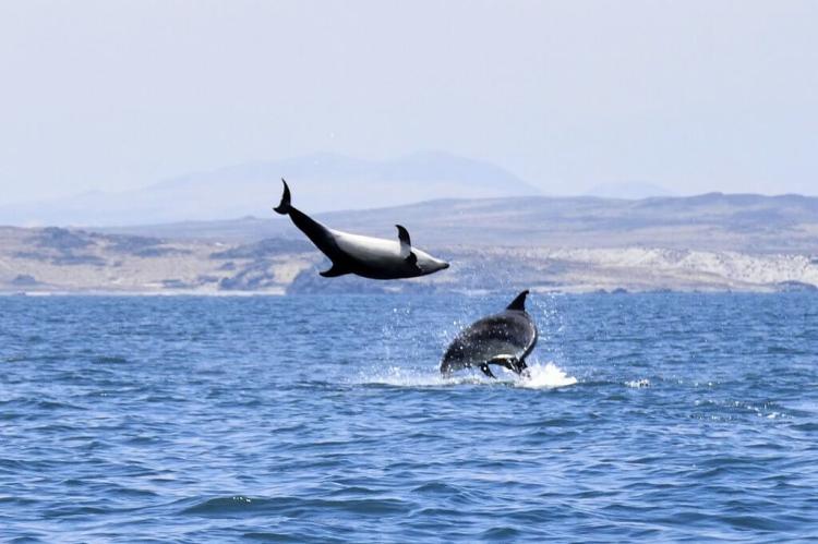 Common Bottlenose Dolphins, Isla Choros, northern Chile