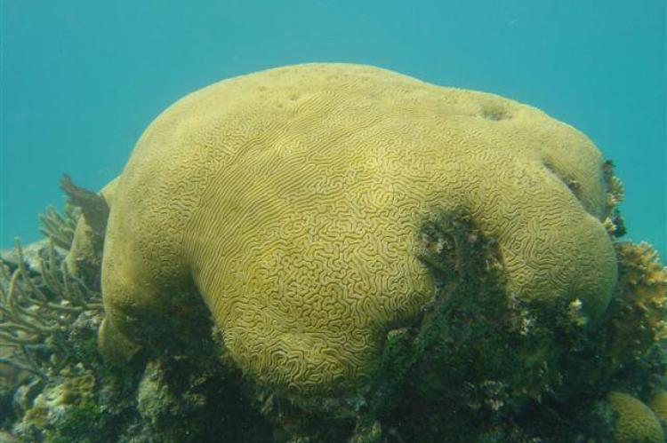 Brain coral (Diploria labyrinthiformis) — in the Hol Chan Marine Reserve, Belize Barrier Reef, Belize