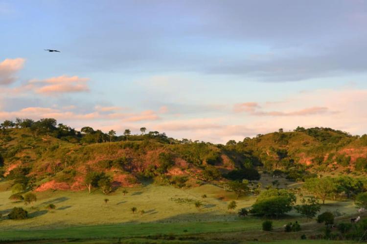 Caatinga landscape, Brazil 