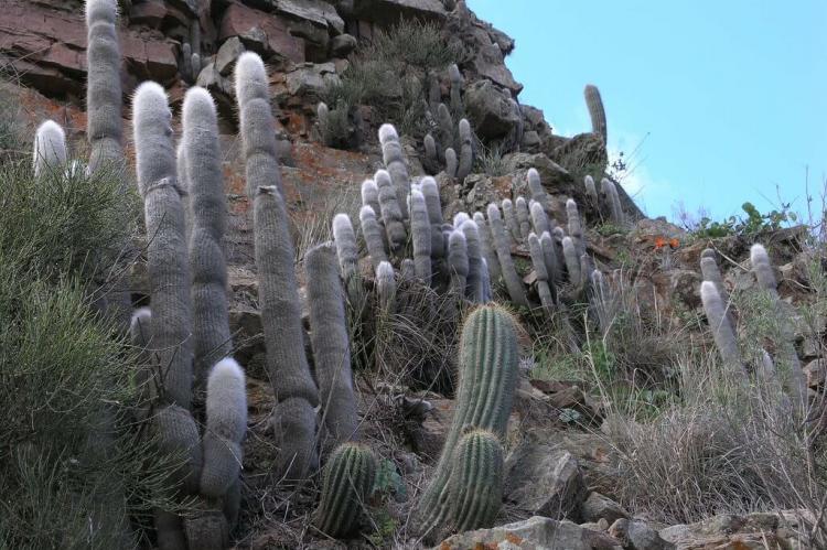 Cacti in the Gran Chaco, Departamento de Tarija, Bolivia