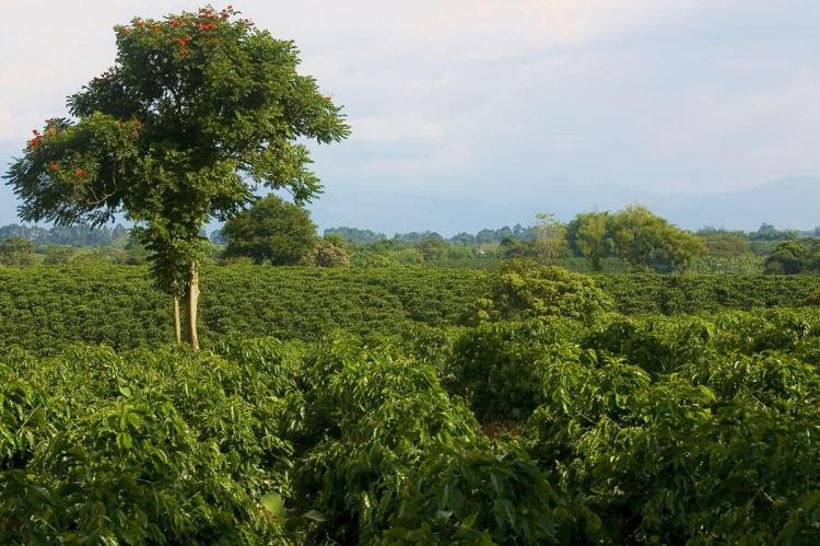 Coffee plantation in Quimbaya, Quindío, Colombia