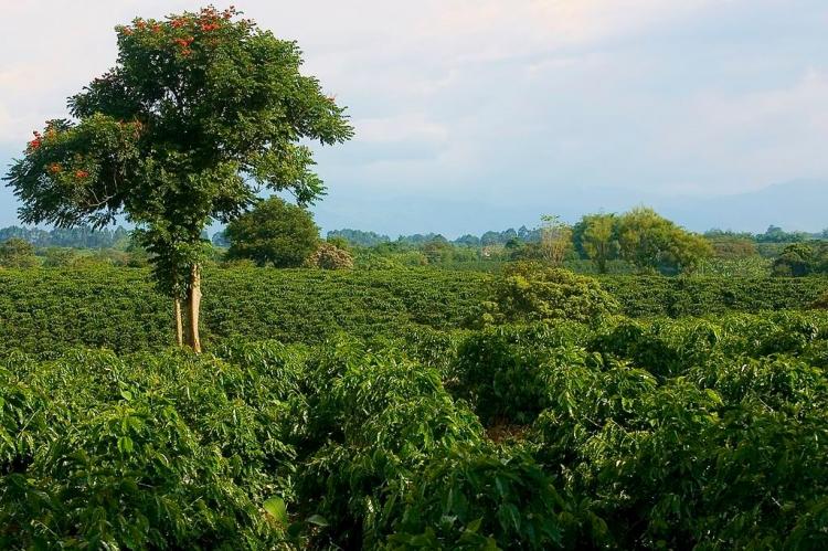Coffee plantation in Quimbaya, Quindío, Colombia