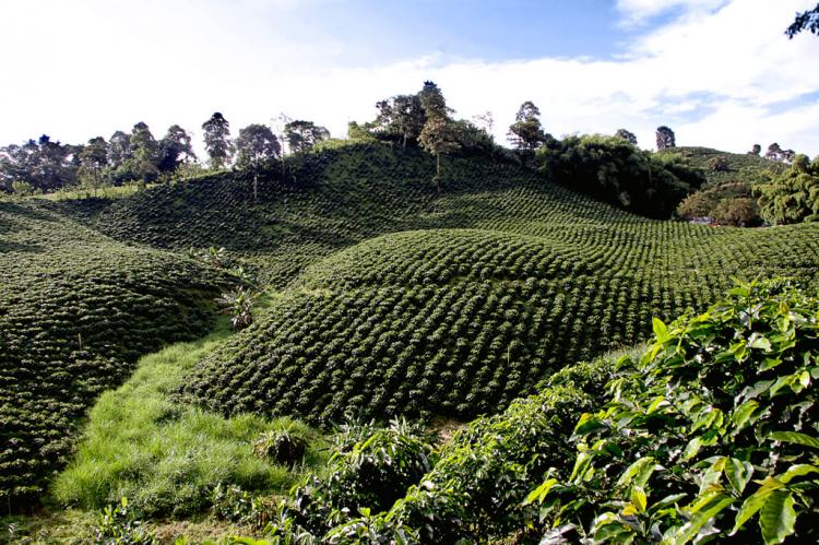 Coffee plantation, Coffee Triangle, Colombia