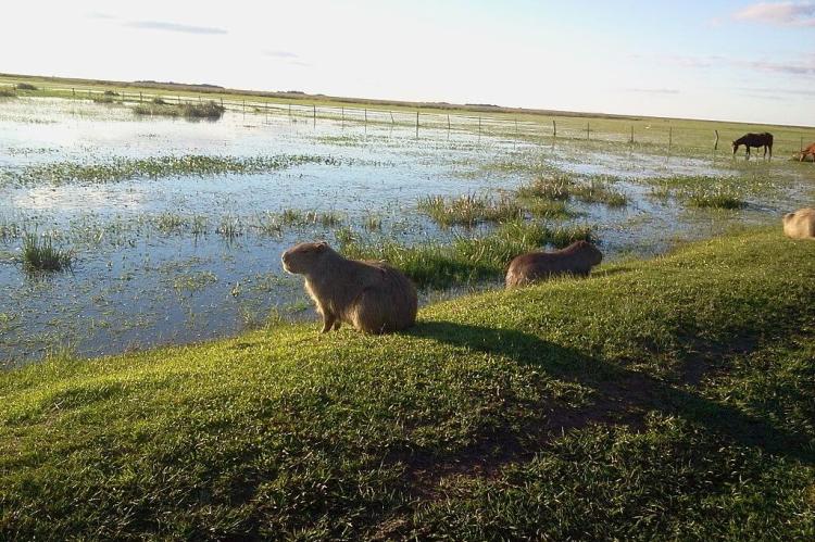 Capybaras, Esteros del Iberá, Corrientes, Argentina