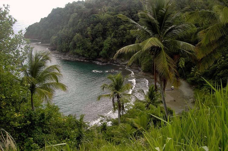 Forest / sea landscape, Dominica, West Indies