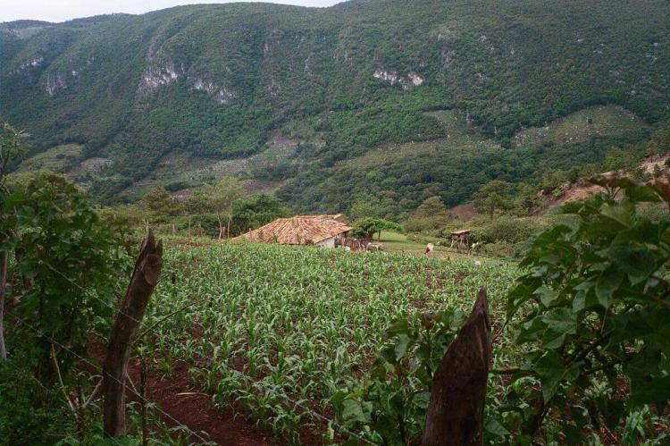 A family farm located in Celaque's borders, Honduras