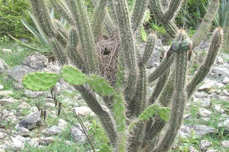 Cephalocereus gaumeri cactus and wren's nest, Yucatán, Mexico