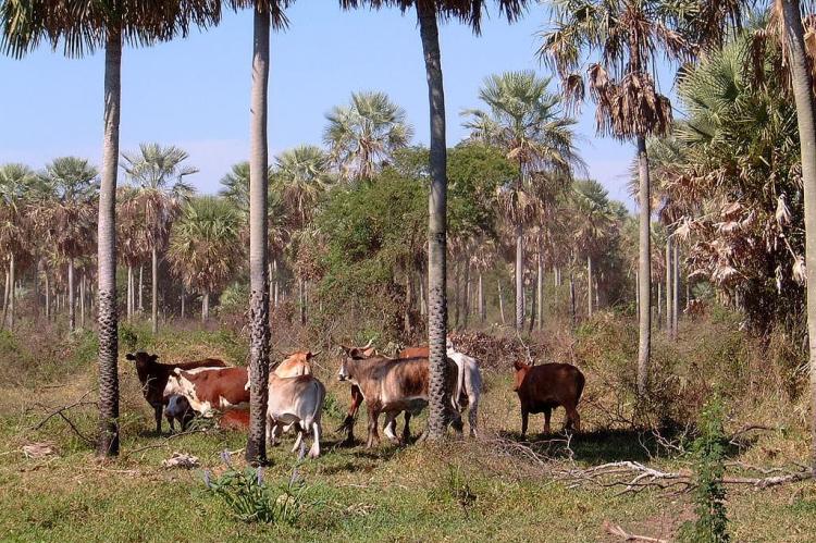 Chaco cattle ranch, Presidente Hayes Department, Paraguay
