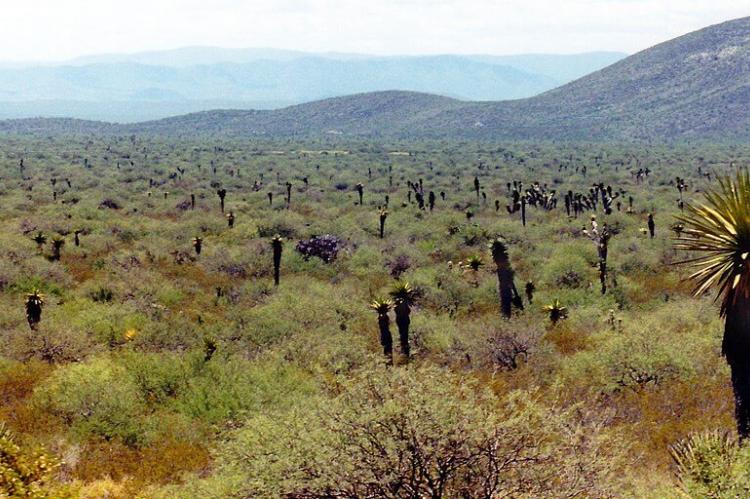 Chihuahuan Desert panorama, Tamaulipas, Mexico