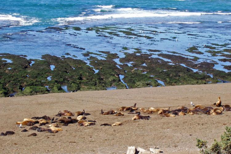 Sea lions at Península Valdés, Chubut, Argentina