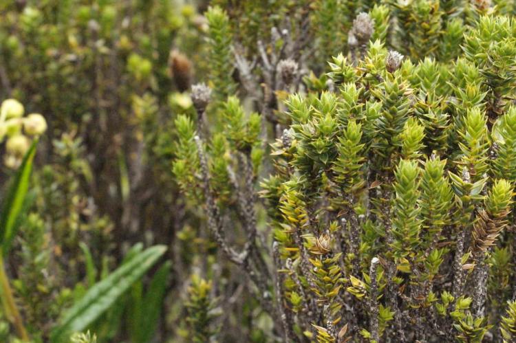 Chuquiraga (Asteraceae) plants near the high altitude slopes of Cotopaxi, Ecuador