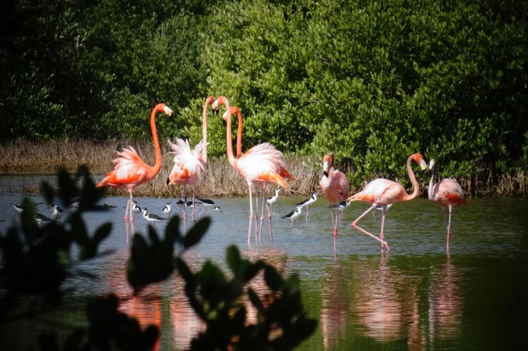 Flamingos in Ciénaga de Zapata, Cuba