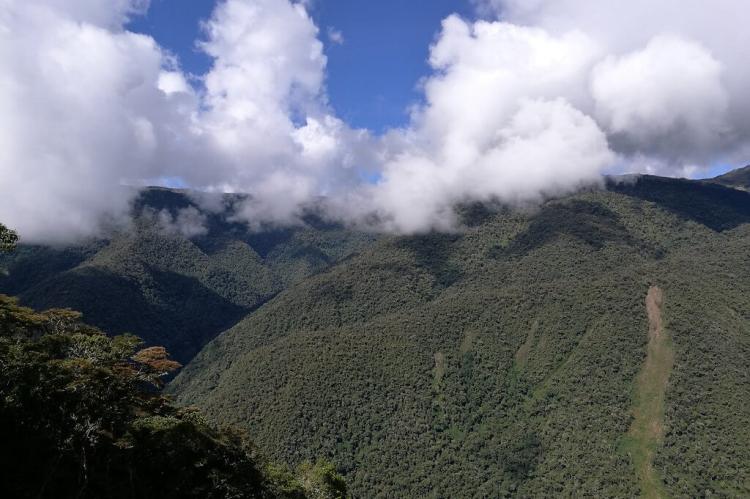 Cloudforest, Manu National Park, Peru